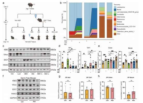 For Fudan University, we constructed an antibiotic-treated (ABX) pseudo-germ-free colonization mouse model, and the related findings revealed how gut lactic acid and its key microbial mediators alleviate anxiety (published in Gut Microbes).