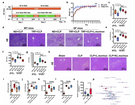 For Southern Medical University, we constructed a germ-free mouse model with dietary restriction and FMT transplantation, and the related findings elucidated a novel mechanism by which dietary restriction regulates the gut microbiota to alleviate sepsis-i