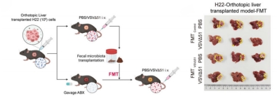 For Sun Yat-sen University, we constructed a pseudo-germ-free mouse model of orthotopic liver cancer, and the related findings revealed the key role of the gut microbiota in oncolytic virus therapy for liver cancer (published in Nature Communications).