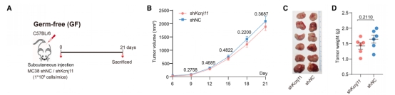 For Sun Yat-sen University, we constructed a germ-free mouse model of colon cancer, and the related findings revealed a key mechanism of interaction between human genetic variation and intratumoral microbiota in colorectal cancer (CRC) progression (publis