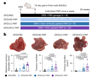 For The Chinese University of Hong Kong, we constructed a germ-free mouse model of liver injury with mono-colonization, and the related findings revealed that Klebsiella pneumoniae is a driver bacterium of liver cancer metastasis (published in Nature Micr