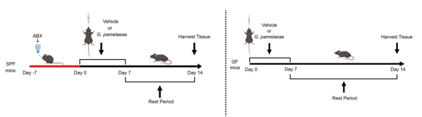 For Fudan University, we constructed a germ-free mouse model with mono-colonization, and the related findings revealed that the microbial metabolite PAGln is a driver of aging (published in Nature Aging).