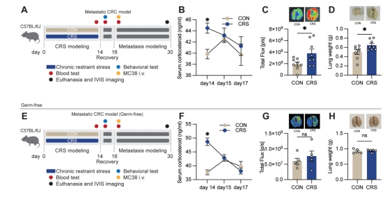 For Sun Yat-sen University, we constructed a germ-free mouse model combining mono-colonization, stress, and colon cancer, and the related findings revealed a novel pathway by which stress mediates gut microbiota to accelerate colon cancer (published in GU