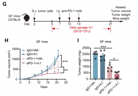 For Sun Yat-sen University, we constructed a germ-free mouse tumor-bearing model, and the related findings revealed the mechanism by which gut commensal bacteria enhance the efficacy of immune checkpoint inhibitors (ICB) in solid tumors (published in Canc